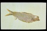 Fossil Fish (Knightia) - Green River Formation #122806-1